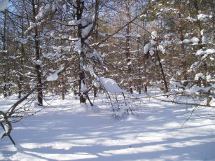 Картинка зимний+лес природа зима зимой лес природа+зимой снег деревья парк парк+зимой зимний+парк