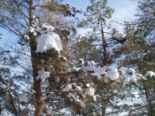 Картинка зимой природа деревья зима лес парк+зимой зимний+лес природа+зимой парк зимний+парк снег