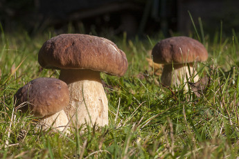 Картинка природа грибы грибок