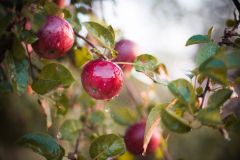 Картинка природа плоды яблоки яблоня мокрый