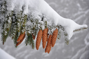 Картинка природа шишки +жёлуди +каштаны веттка снег