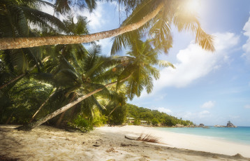 Картинка природа побережье песок море пляж тропики пальмы