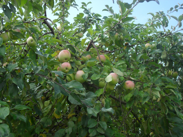 Обои картинки фото Яблочки, природа, плоды, фрукты, яблоки