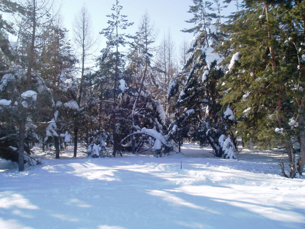 Обои картинки фото зимний лес, природа, зима, лес, зимой, деревья, природа зимой, снег, парк зимой, парк, зимний парк