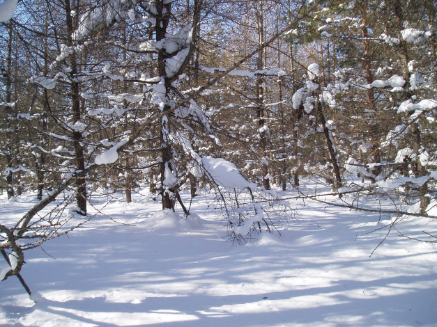 Обои картинки фото зимний лес, природа, зима, зимой, лес, природа зимой, снег, деревья, парк, парк зимой, зимний парк