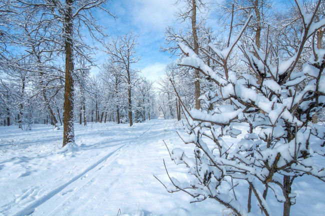 Обои картинки фото природа, зима, деревья, парк, снег