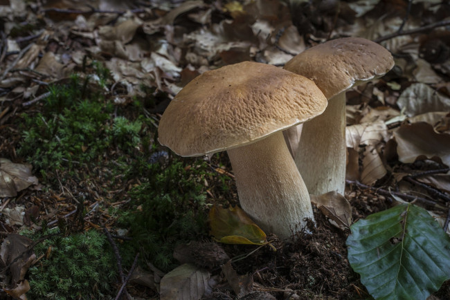 Обои картинки фото природа, грибы, грибок