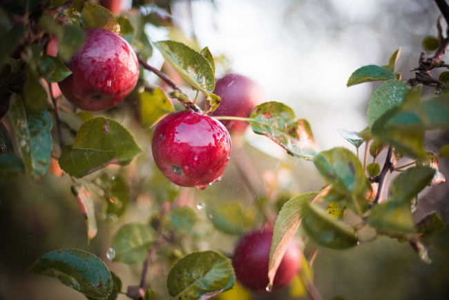 Обои картинки фото природа, плоды, яблоки, яблоня, мокрый