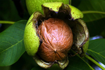 Картинка природа плоды грецкий орех