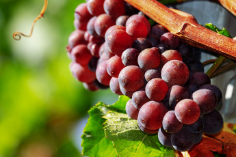 Картинка природа Ягоды +виноград лоза сладкий виноград спелый