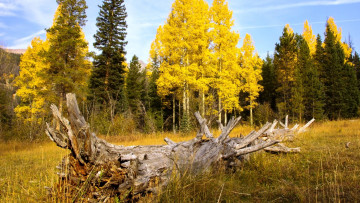 Картинка природа лес берёзы осень