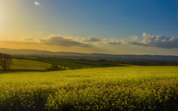 Картинка природа луга рапсовое поле рапс дымка холмы небо цветы облака желтые лето