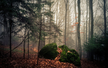 Картинка природа лес мох дымка листва камни