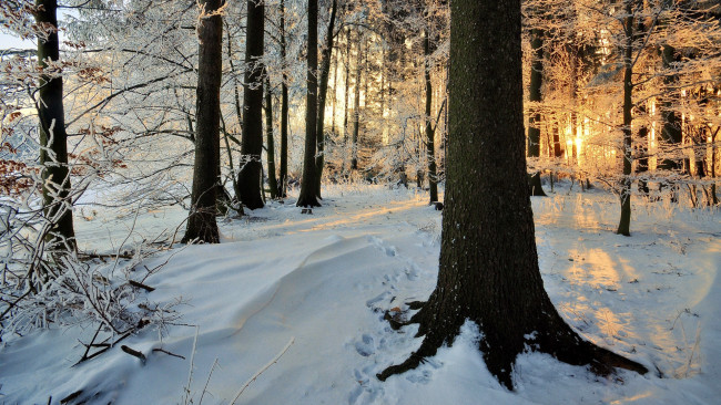 Обои картинки фото природа, лес, зима, утро