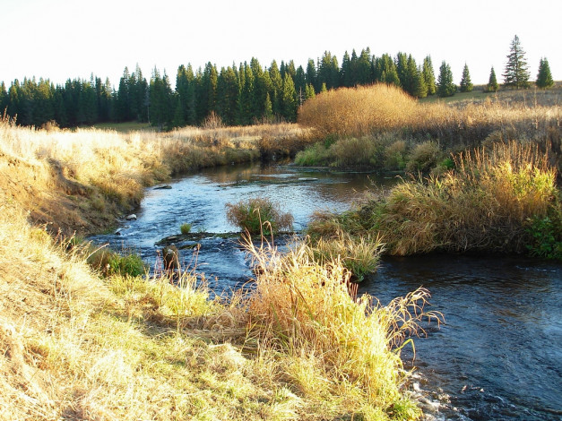 Обои картинки фото 