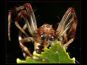 Картинка добро пожаловать реальный мир автор alex tish club foto ru животные пауки