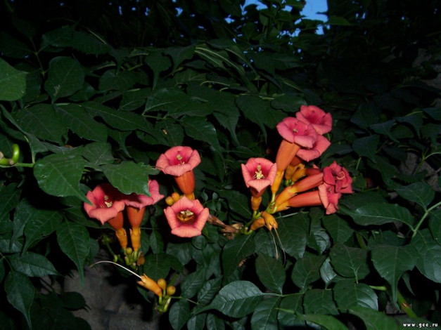 Обои картинки фото цветы, кампсис, текома