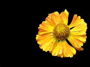 Картинка цветы гайлардии гелениумы