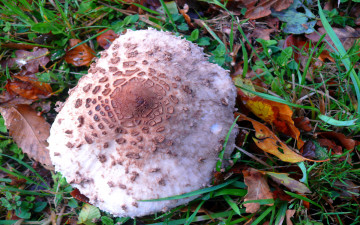 Картинка природа грибы лето лес
