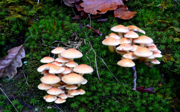 Картинка природа грибы листья растения