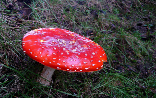 Обои картинки фото природа, грибы, мухомор, красная, шляпа, лето, лес