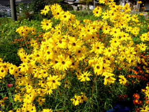 Картинка цветы рудбекия лепестки желтые
