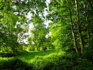 Картинка лондон природа парк деревья лужайка
