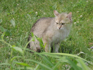 Картинка животные коты кот