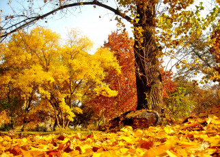 Картинка природа лес осень листва желтые кроны