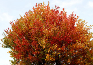 Картинка природа деревья осень дерево