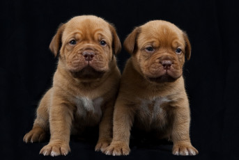 Картинка животные собаки щенки бордосский дог