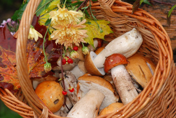 обоя еда, грибы, грибные, блюда, боровики, хризантемы, корзина