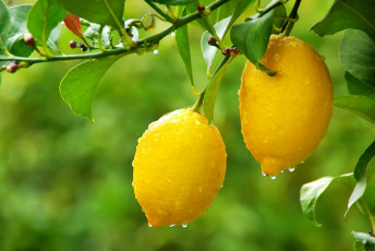 Картинка природа плоды дерево капли лимоны листья ветка