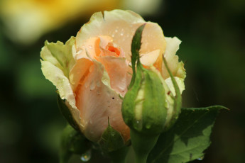 Картинка цветы розы красота бутон