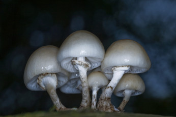 Картинка природа грибы ножка шляпка