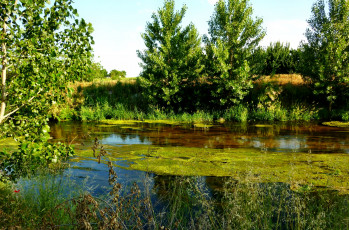 обоя природа, реки, озера, лето, река, трава, деревья, тина, водоросли
