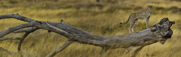 Картинка животные гепарды бревно саванна
