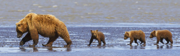 Картинка животные медведи побережье
