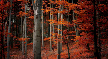 Картинка природа лес деревья ветки листья оранжевые осень