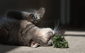 Картинка животные коты кот игра на полу цветок