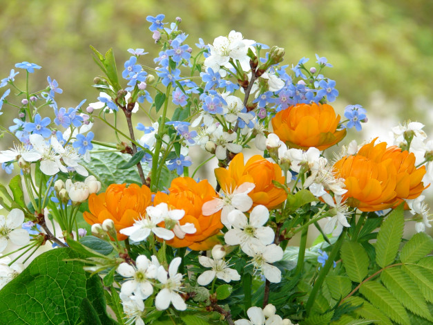 Обои картинки фото цветы, разные, вместе, весна, незабудки, калужница, вишня