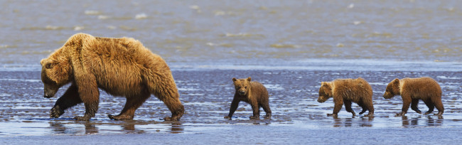 Обои картинки фото животные, медведи, побережье