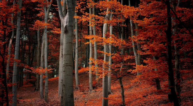 Обои картинки фото природа, лес, деревья, ветки, листья, оранжевые, осень