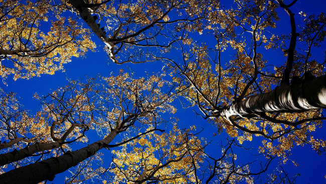 Обои картинки фото природа, деревья, листья, ветви, небо
