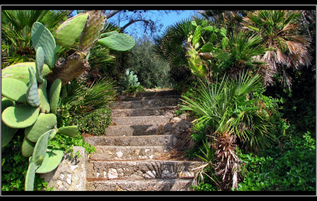 Обои картинки фото природа, парк, кактусы, лестница