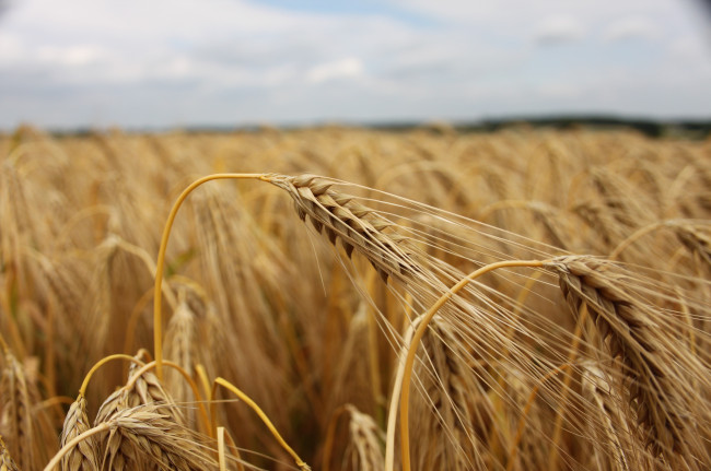 Обои картинки фото природа, поля, небо, колосья, поле, пшеница