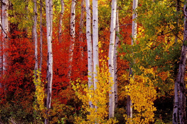 Обои картинки фото природа, лес, березы, деревья, осень