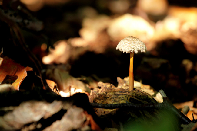 Обои картинки фото природа, грибы, гриб, ножка, шляпка