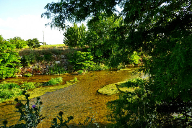 Обои картинки фото природа, реки, озера, лето, река, трава, деревья, тина, водоросли