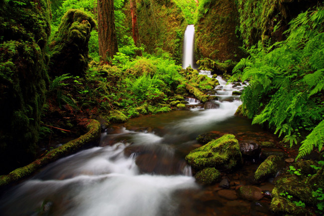 Обои картинки фото ущелье, реки, columbia, oregon, природа, озера, лес, река, водопад